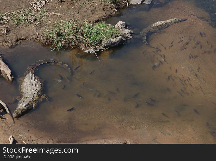 Crocodiles with Fish