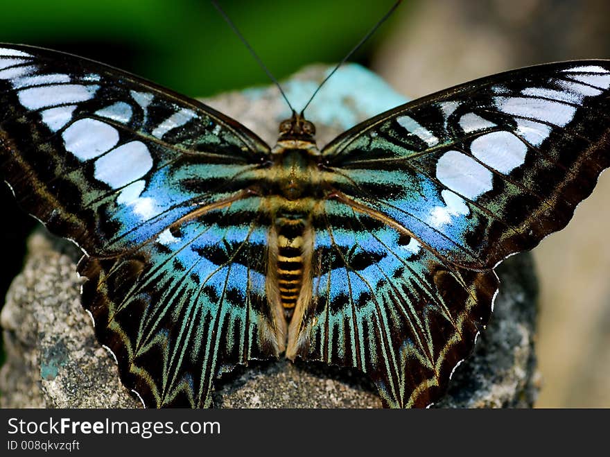 Macro shot of butterfly on the rock. Macro shot of butterfly on the rock