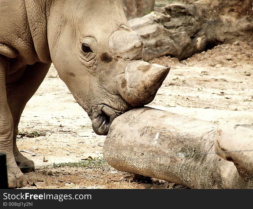 A white rhino captured in the zoo,trying to move a gigantic(relatively speaking) rock.