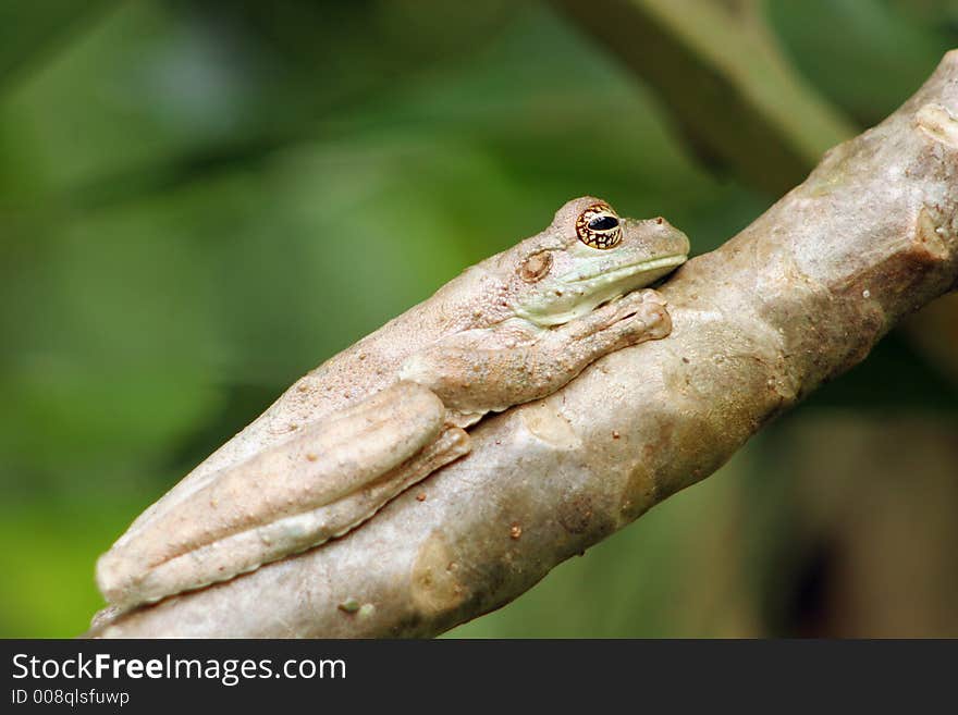 Bored Frog