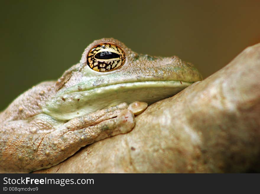 Frog rests in the tree branch, changing its color to the color of the wood. Frog rests in the tree branch, changing its color to the color of the wood