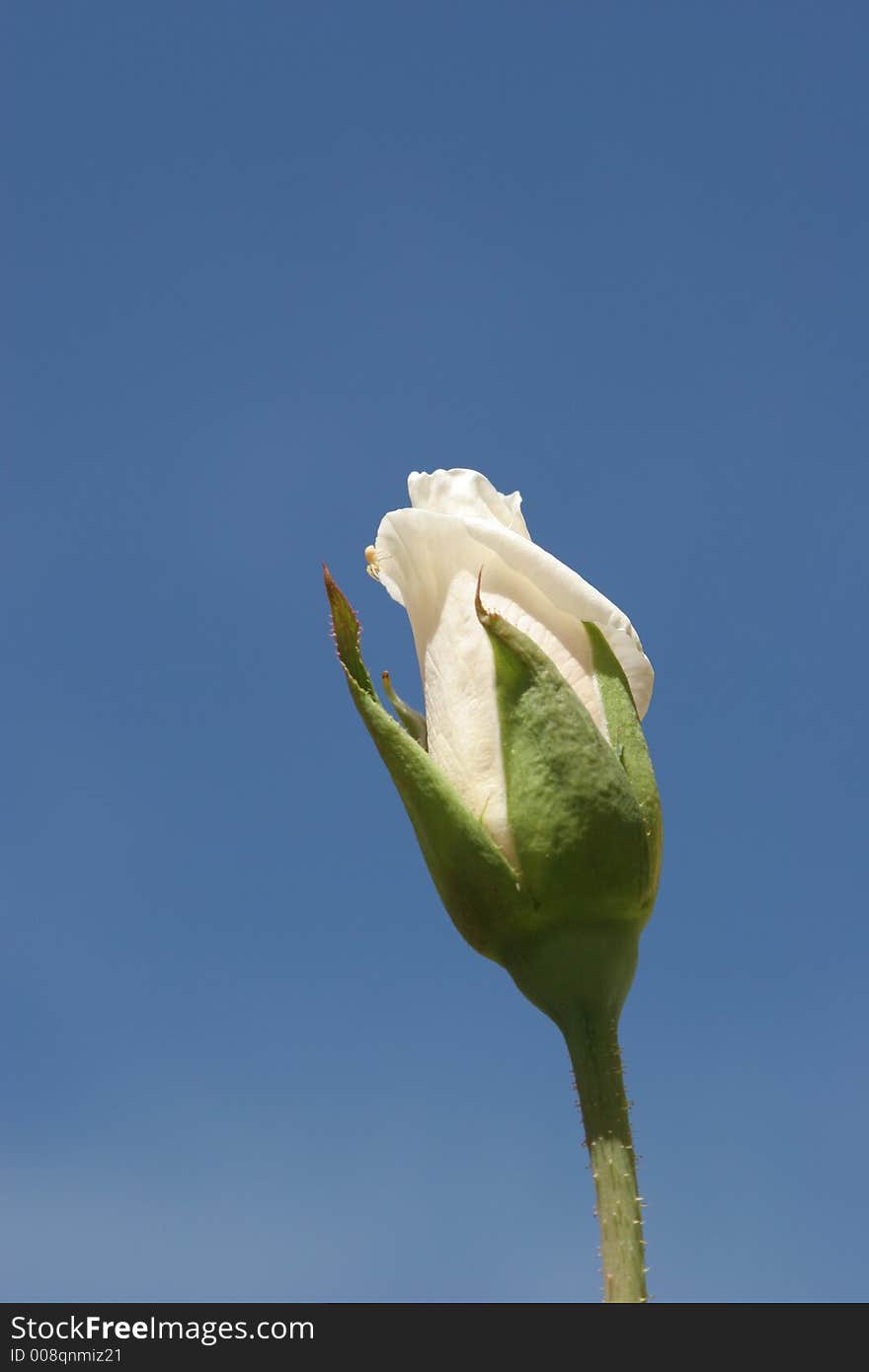 White rose bud close up