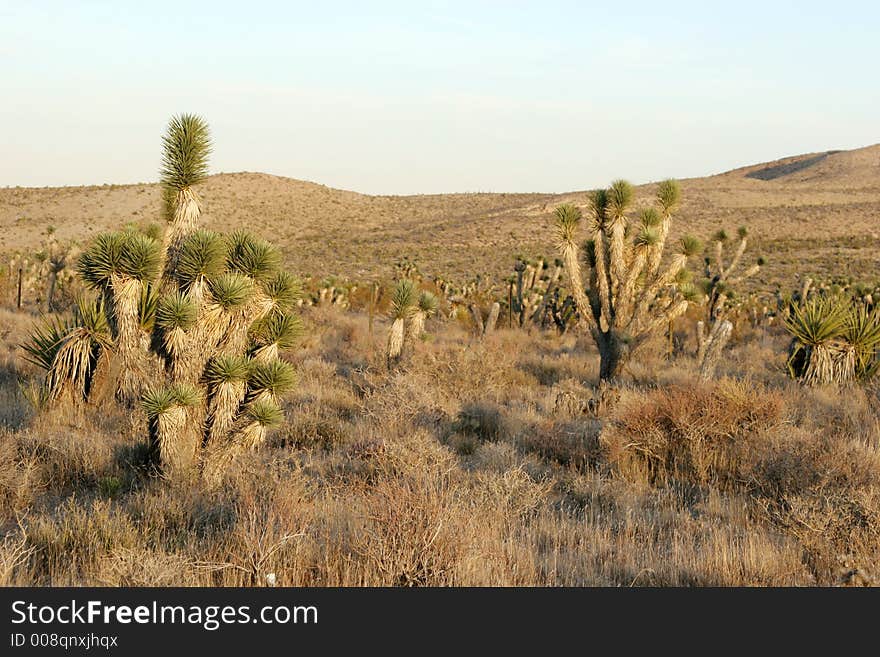 Desert vegetation