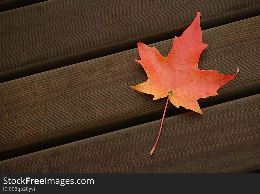 A bold flash of crimson in the autumn morning. A bold flash of crimson in the autumn morning.