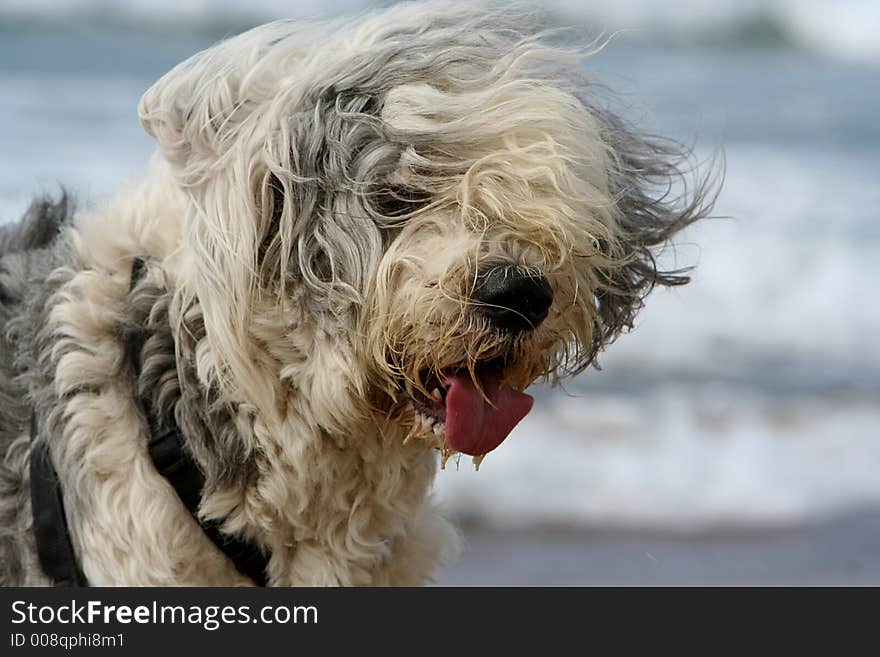 Portrait of a sheepdog head