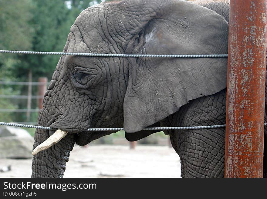 An old and tired african elephant