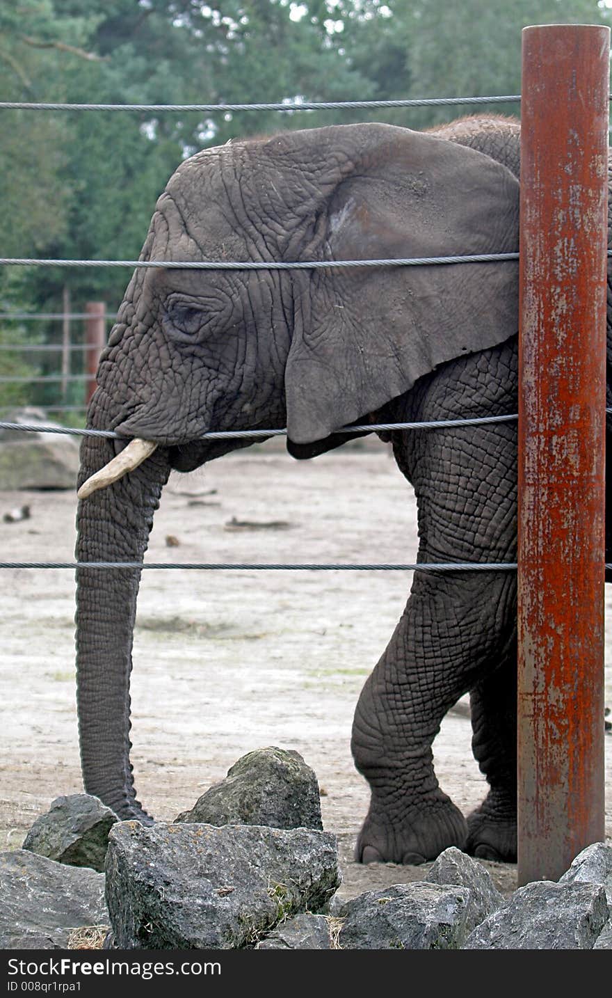 The african elephant (Loxodonta Africana) is the largest living mammal in Africa and lives in sub-Saharan Africa. There it inhabits savannas and forests. The african elephant (Loxodonta Africana) is the largest living mammal in Africa and lives in sub-Saharan Africa. There it inhabits savannas and forests.