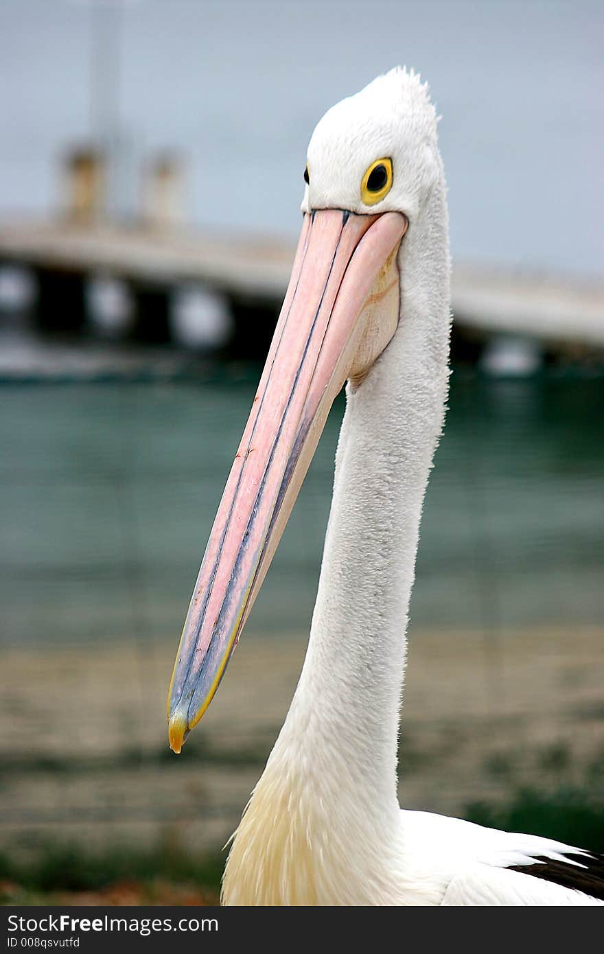 A single pelican at Nelson's Bay, NSW Australia. A single pelican at Nelson's Bay, NSW Australia