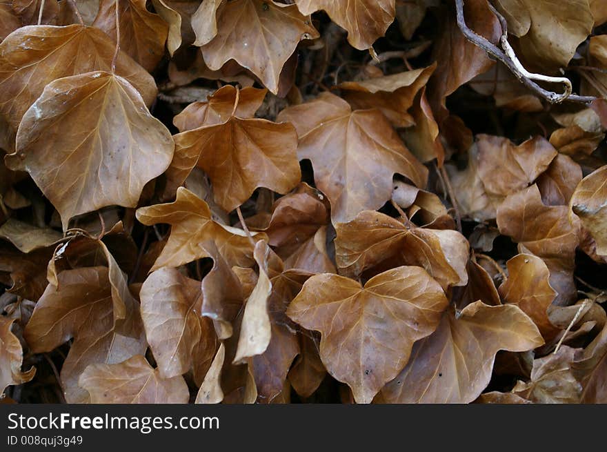 Brown Leaf