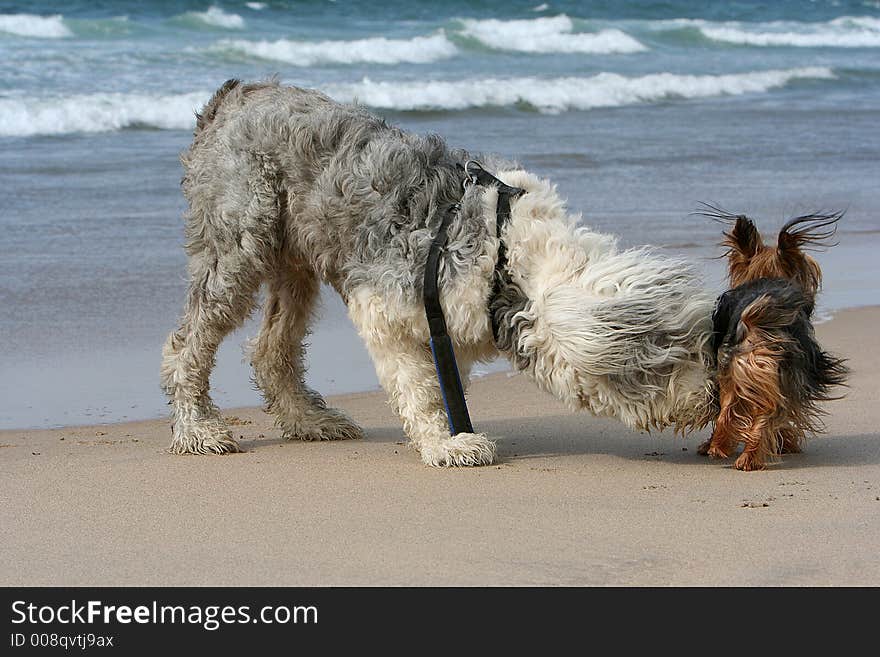 Sheepdog dog and terrier dog