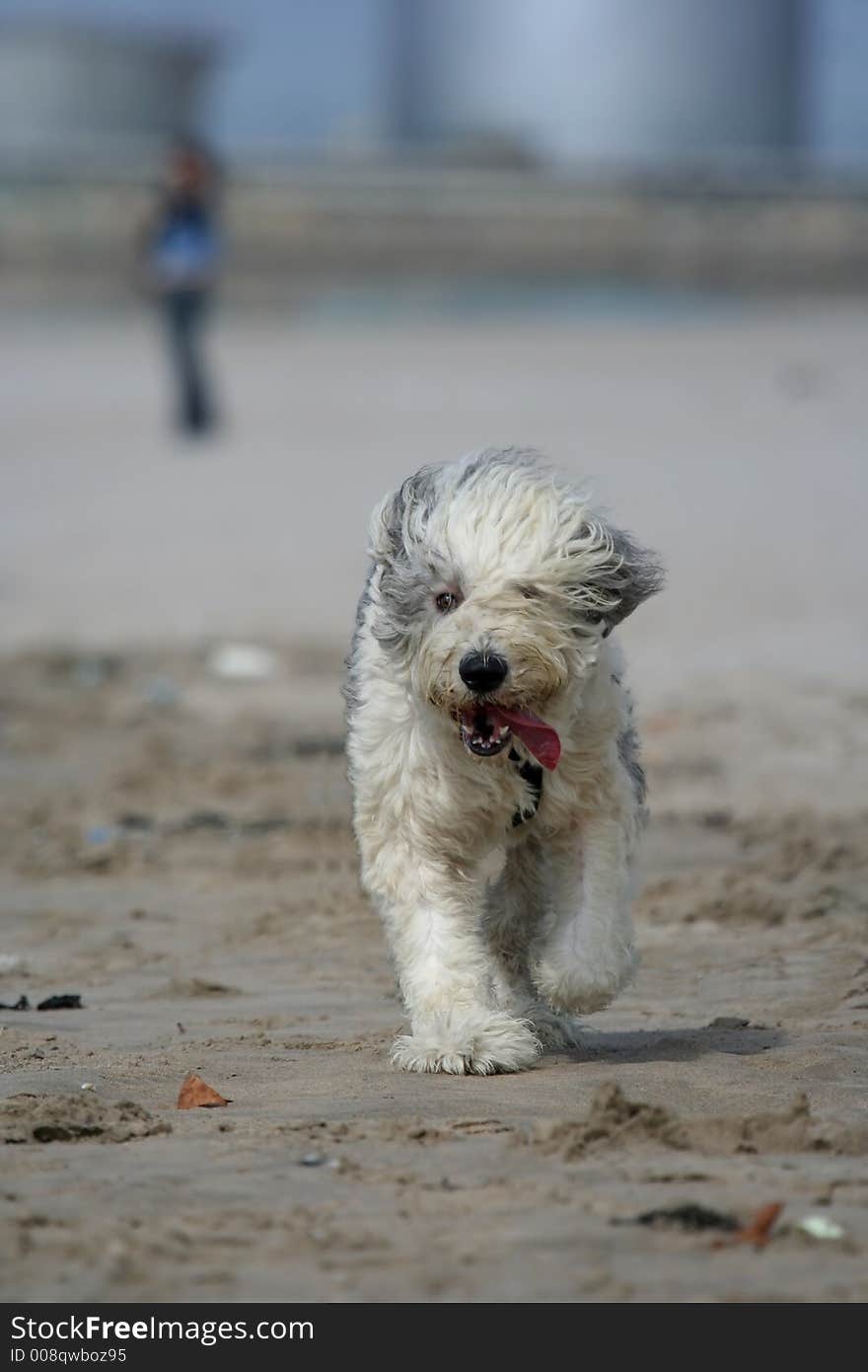 Sheepdog dog in the beach