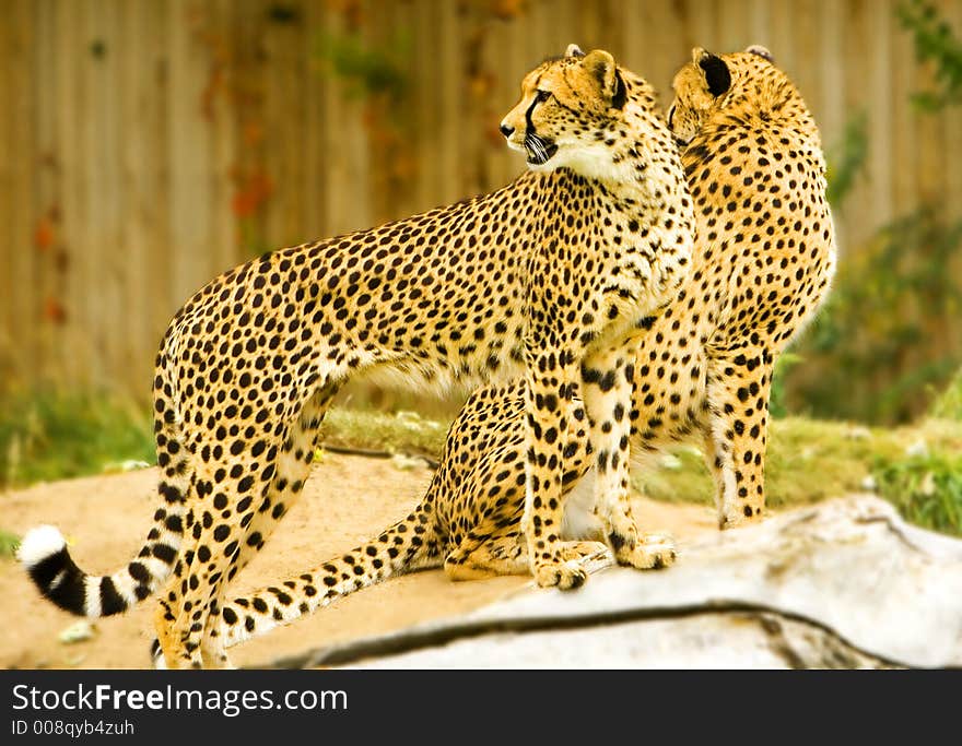 Cheetahs in a captive setting. Cheetahs in a captive setting