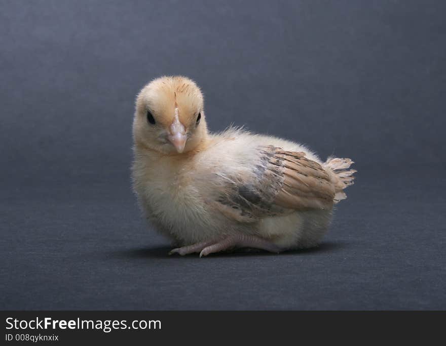 Yellow Banty rooster chick against a grey background.