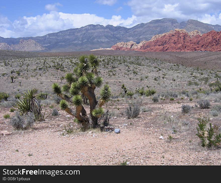 A Close-up Of Some Desert Plants At Red Rock Canyon Near Las Vegas Nevada. A Close-up Of Some Desert Plants At Red Rock Canyon Near Las Vegas Nevada