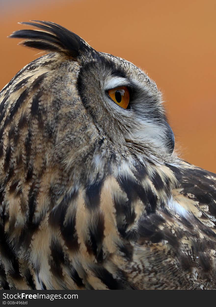 Eurasian Eagle Owl