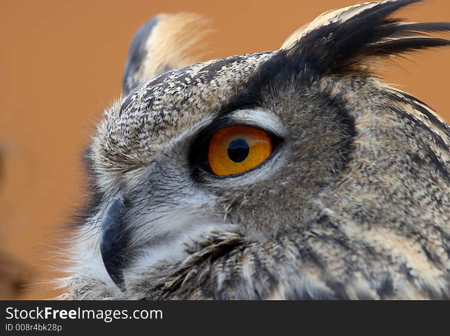 Eurasian Eagle Owl