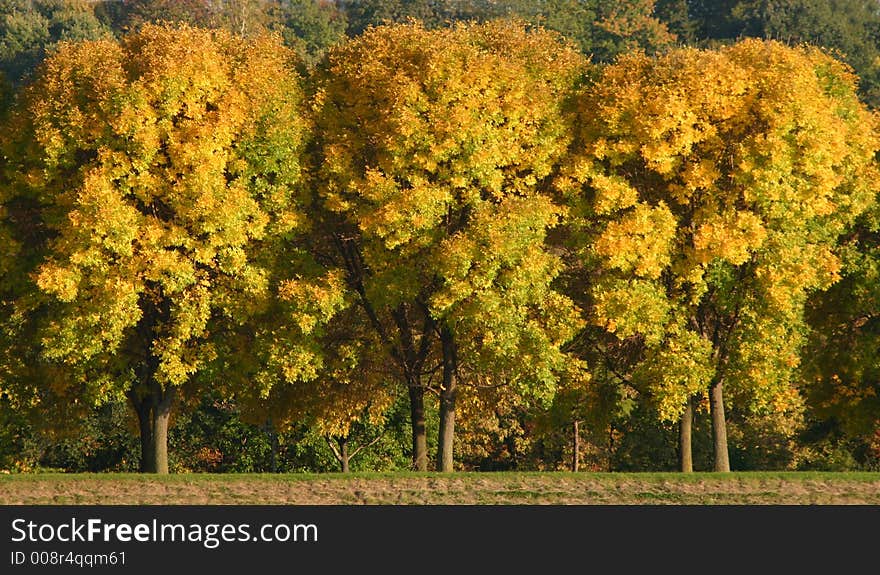 Three trees with the sunlight hitting them in the fall