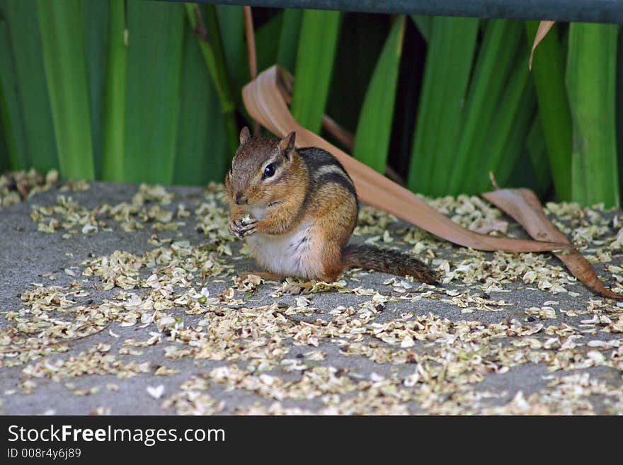 Chipmunk eating his food under cover