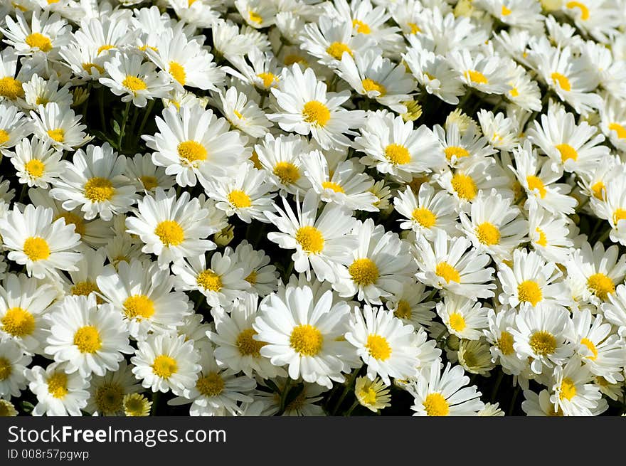 Carpet of Daisies