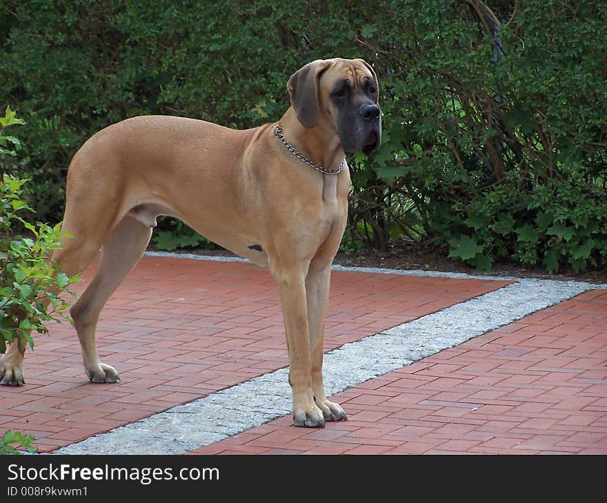 Large dog, German dogge,plant ,away,