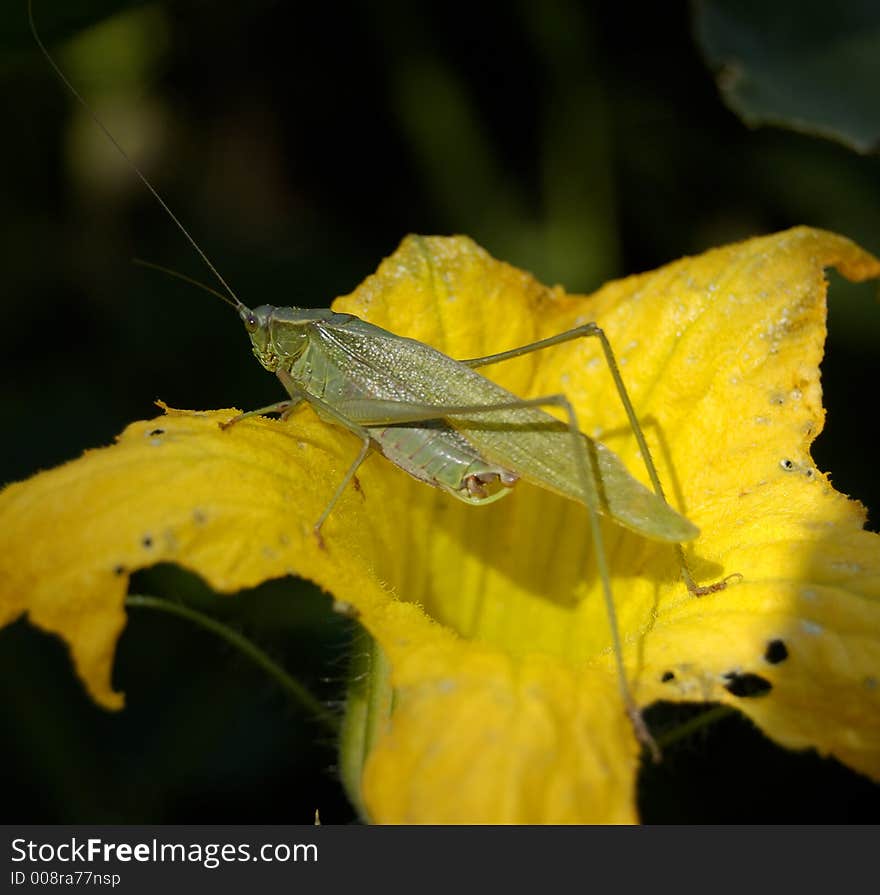 Unknown Species Grasshopper