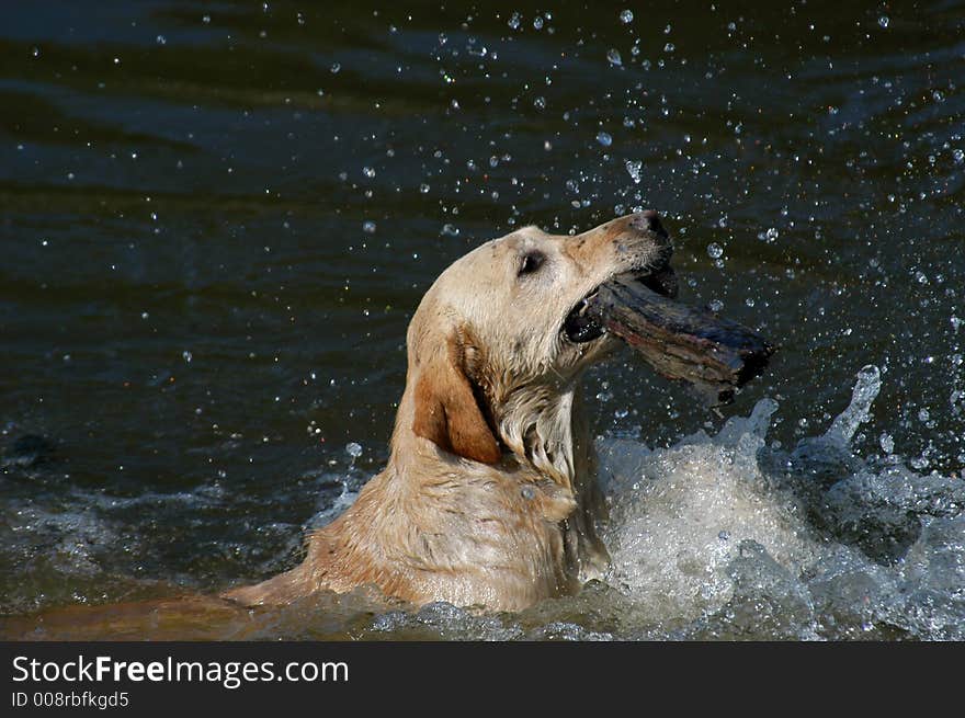 Labrador swimming in the water