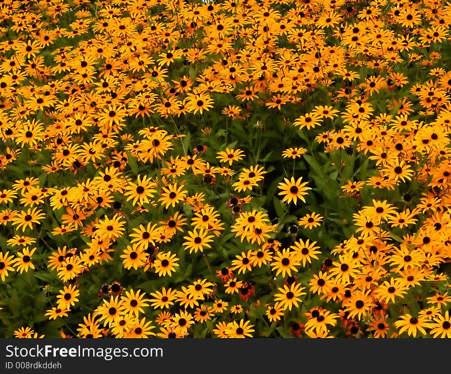 Flower collection