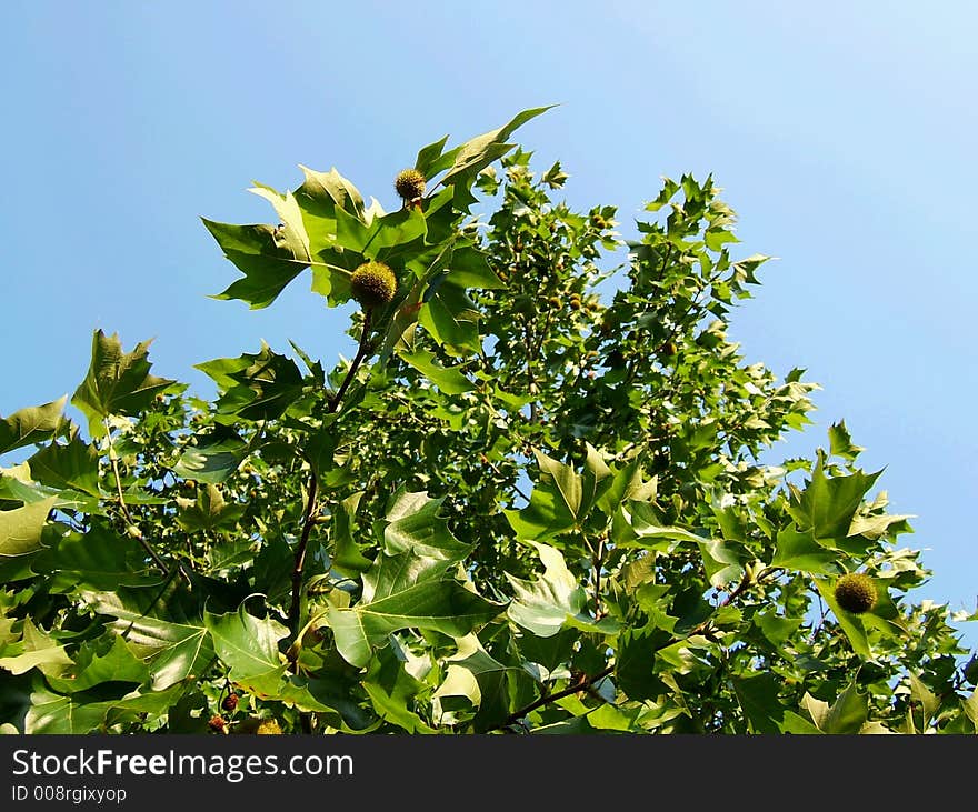 Bright green tree leaf and blue sky. Bright green tree leaf and blue sky