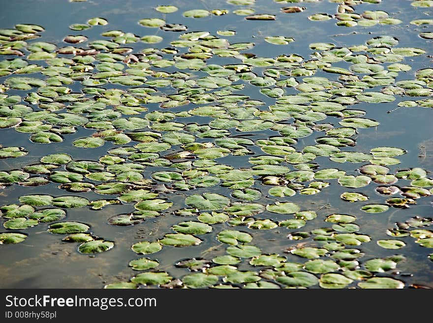 Leaf nenuphar on the lake