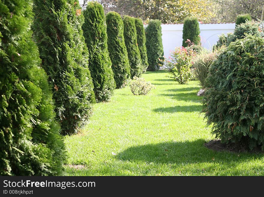 Garden with tree and grass. Garden with tree and grass