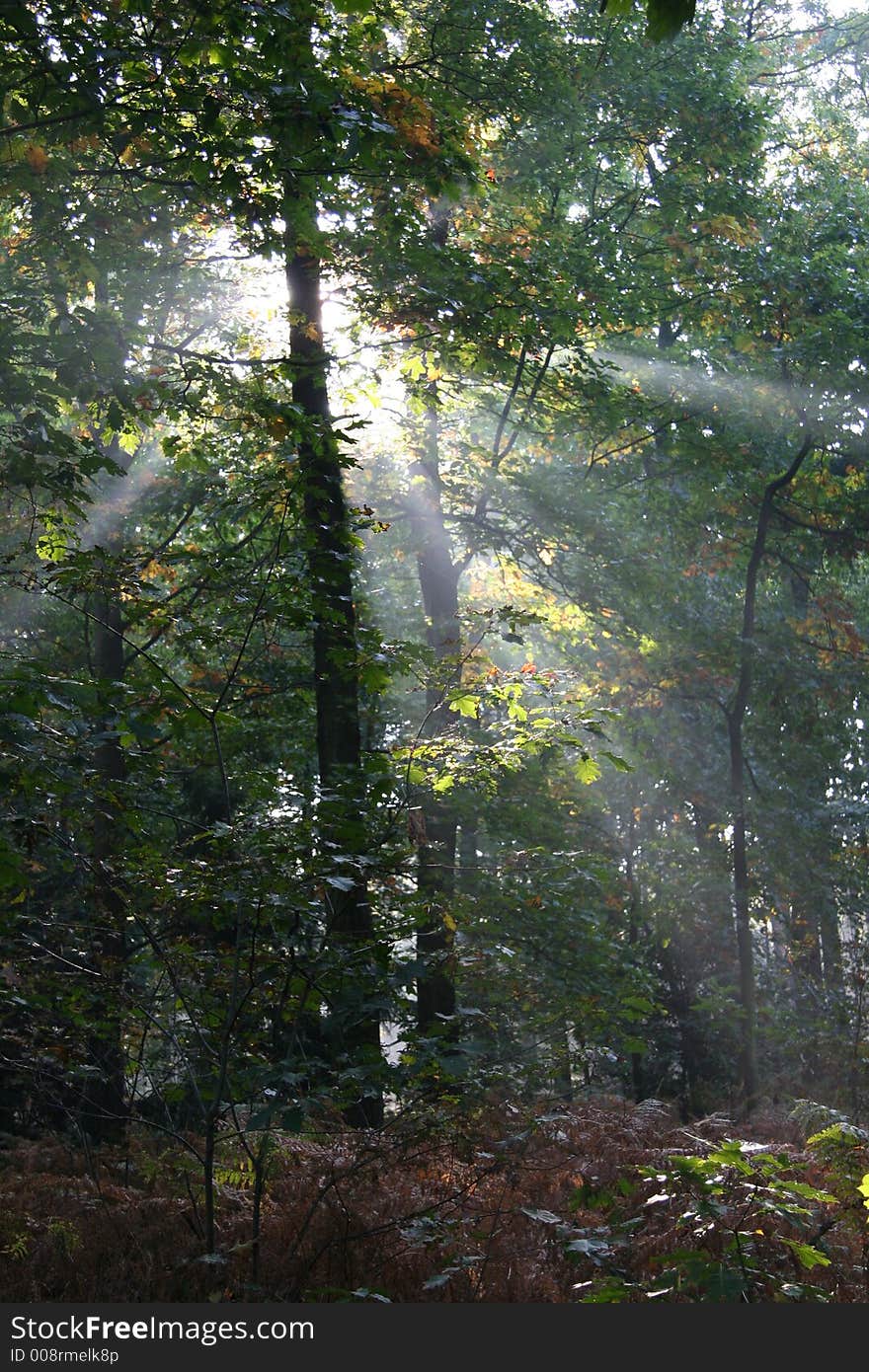 Mysterious sunlight in a dutch forest,autumn