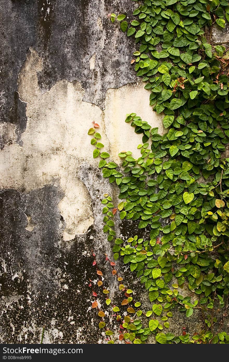 Crepper growing on a deserted wall. Crepper growing on a deserted wall.