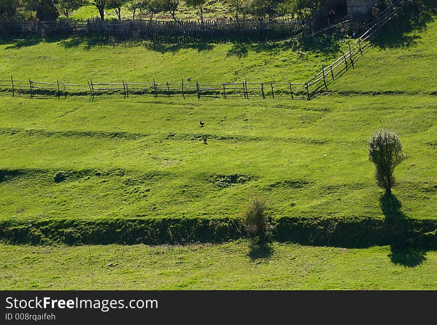 Green trees