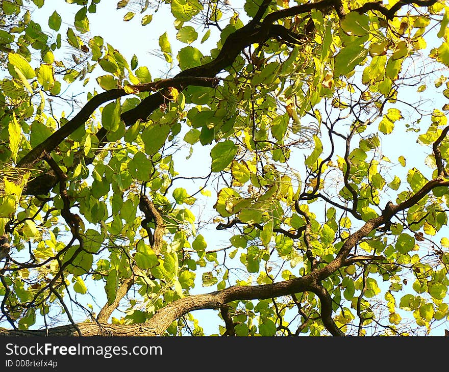 Leafs And Branches