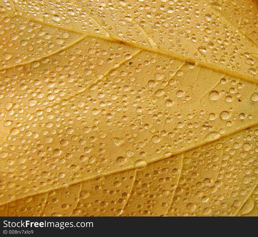 Fallen maple leaf with rain drops. Fallen maple leaf with rain drops