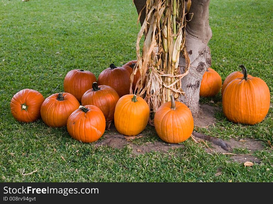 Bunch of orange pumpkins