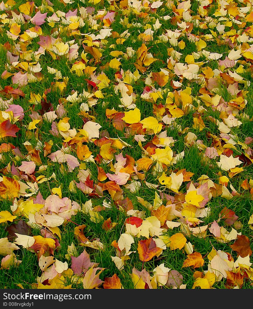 Bright leaves on the green lawn. Bright leaves on the green lawn