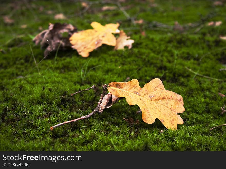 Red dead leafs on a green musk. Red dead leafs on a green musk