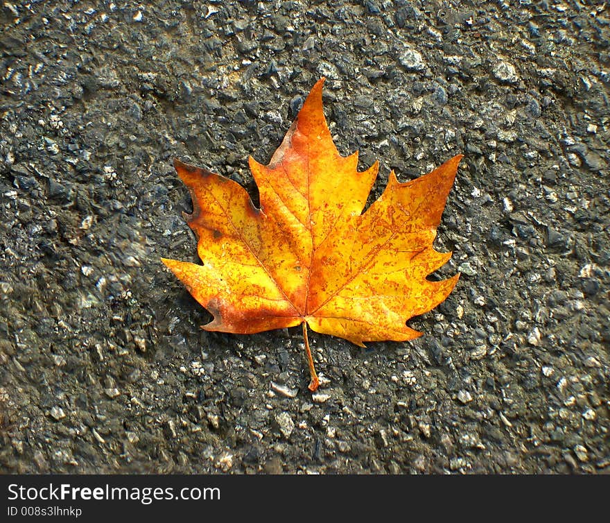 An Autumn Leaf on the ground. An Autumn Leaf on the ground