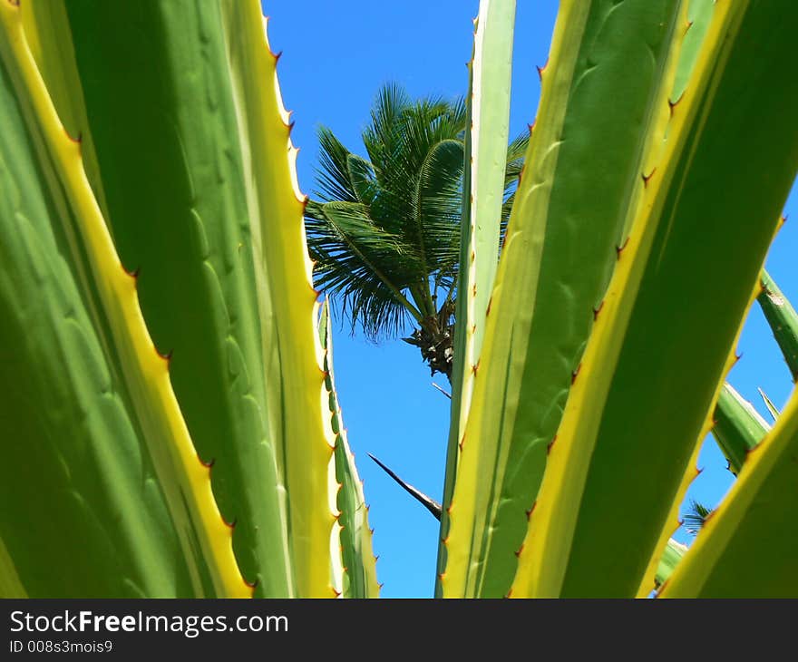 Tropical scene on a beautiful and perfect day