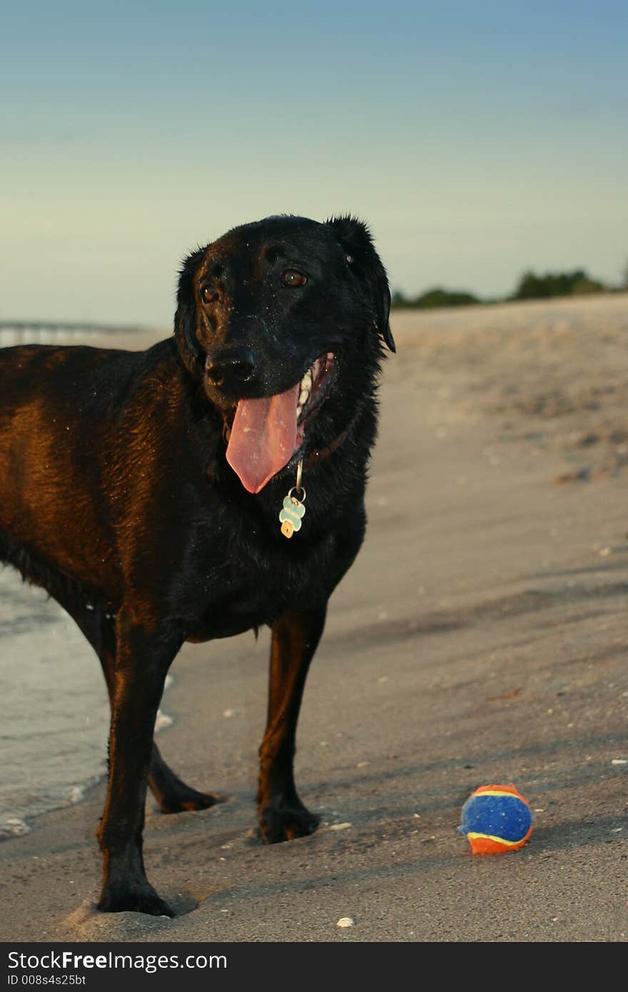 Tigger at the beach playing ball in Florida!. Tigger at the beach playing ball in Florida!