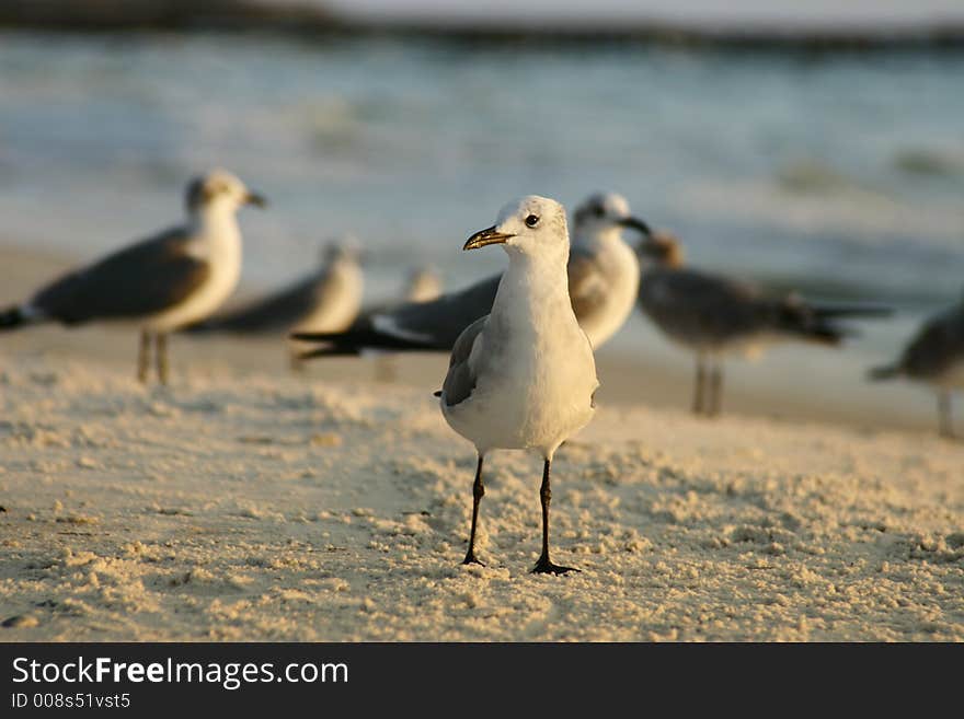 Close-up of a group of seagull at sunset. Close-up of a group of seagull at sunset.