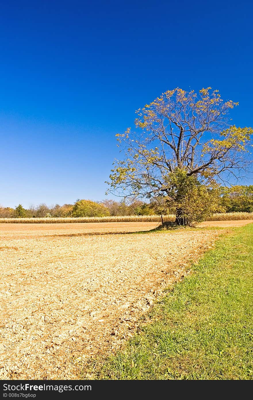 Autumn Tree against the Blue Sky