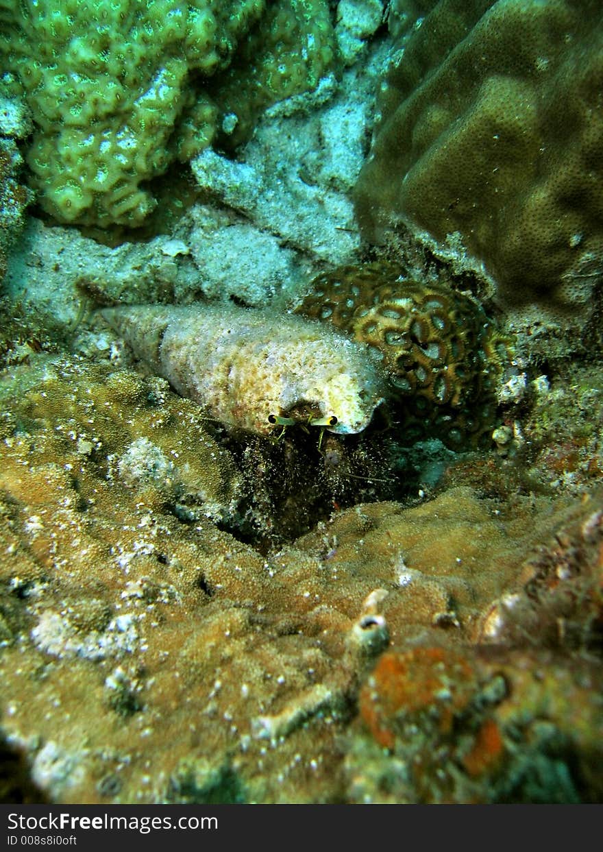 Using a long abandoned shell as its shelter. Using a long abandoned shell as its shelter