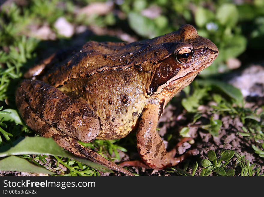 Sitting frog