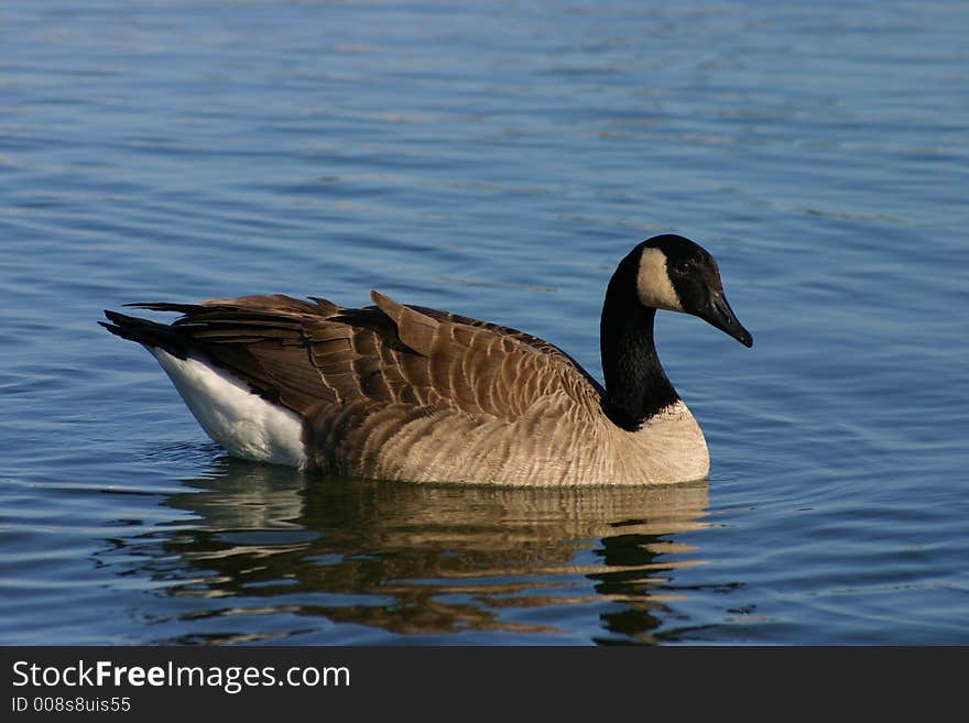 The Canada Goose