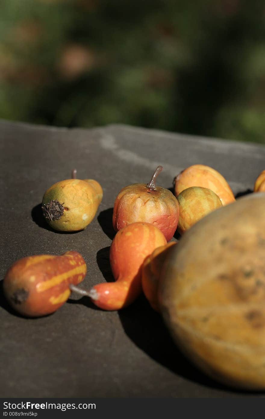 Mini Gourds