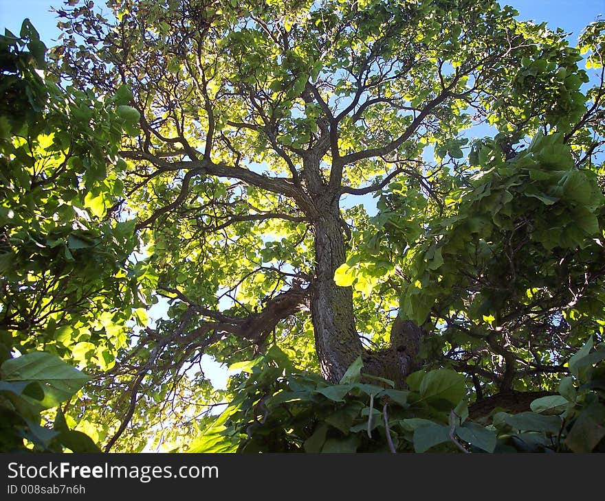 This is a picture of a tree in Minnesota.