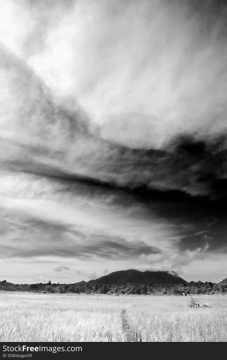 Padi Field In Black And White