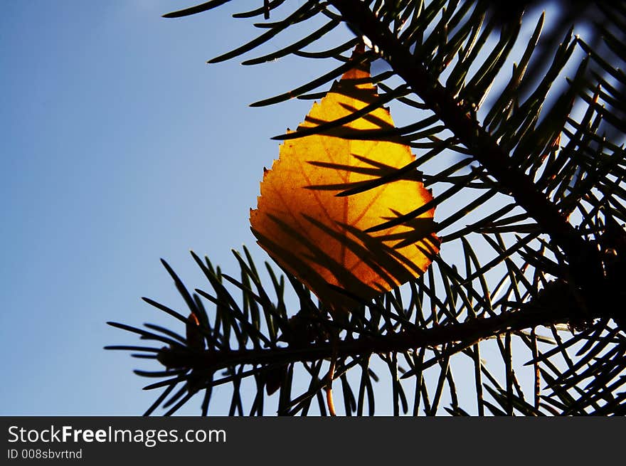 Yellow autumn leaves on the pine. Yellow autumn leaves on the pine